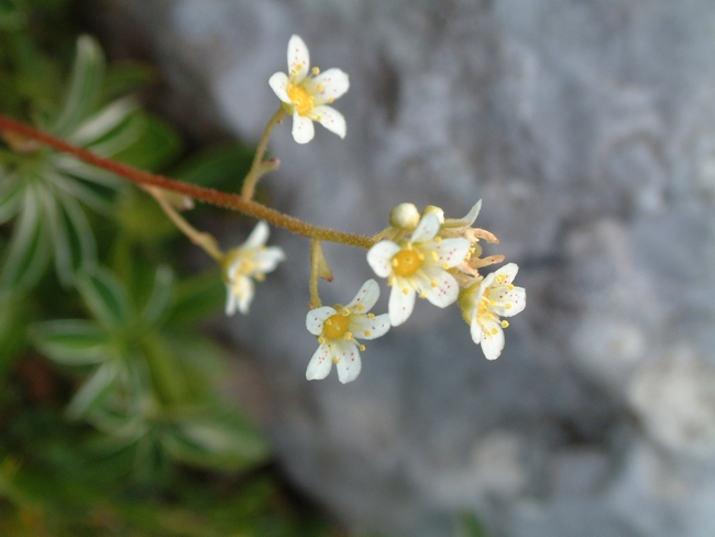 Saxifraga paniculata / Sassifraga delle rocce